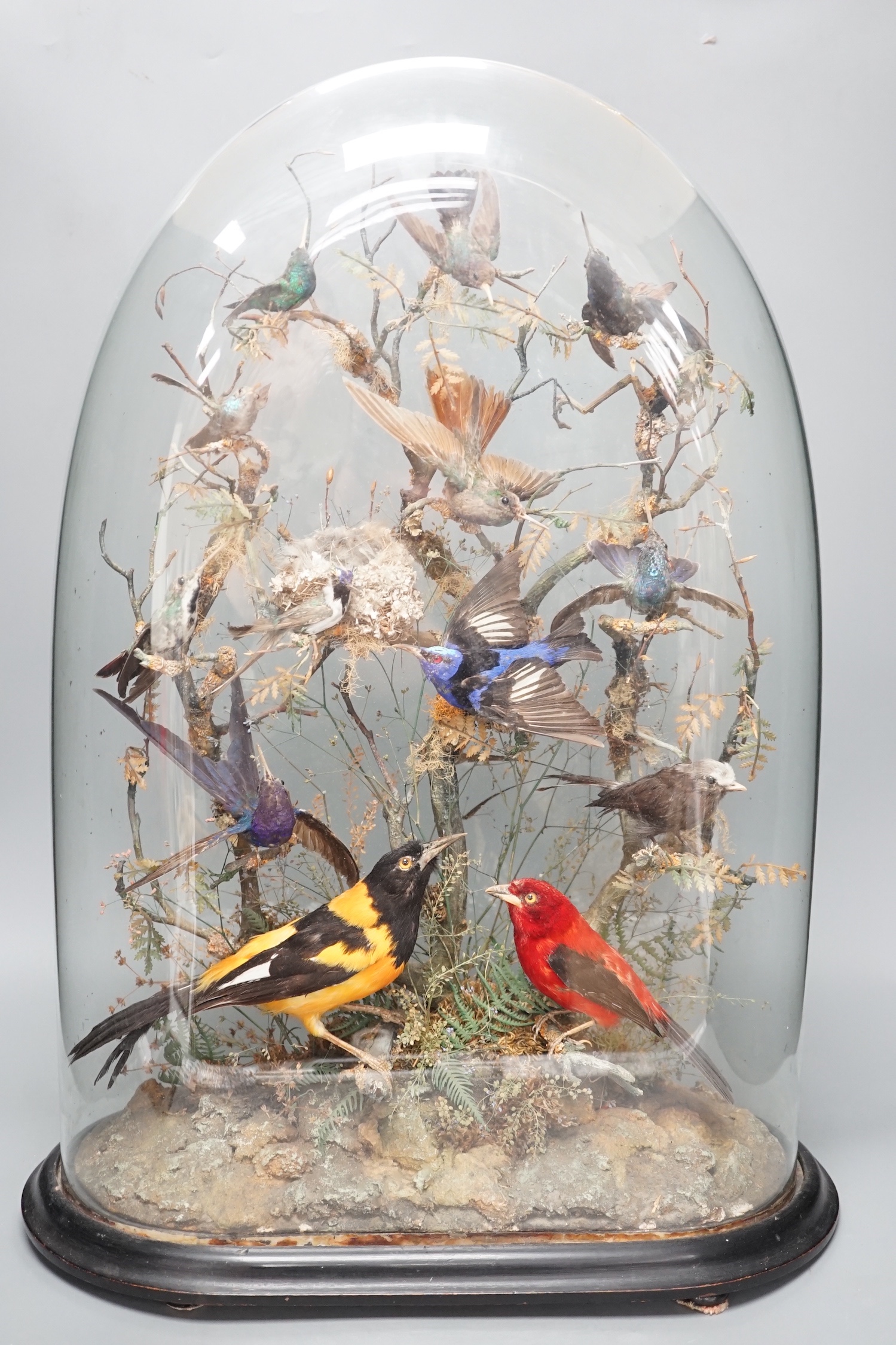 A 19th century display of taxidermic exotic birds including hummingbirds under a glass dome by H Ward, late Williams, 2 Veere Street, London. 59cm.